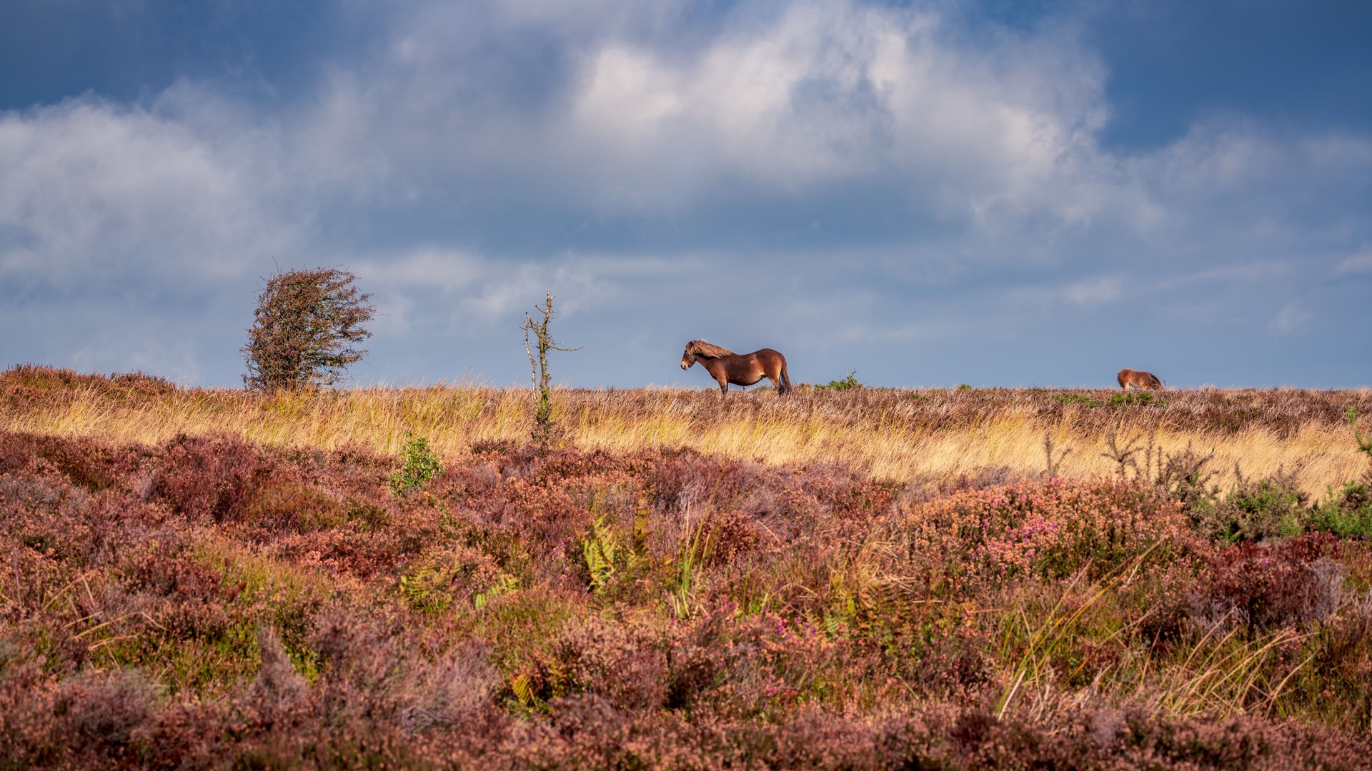 An Exmoor Pony, Somerset, England