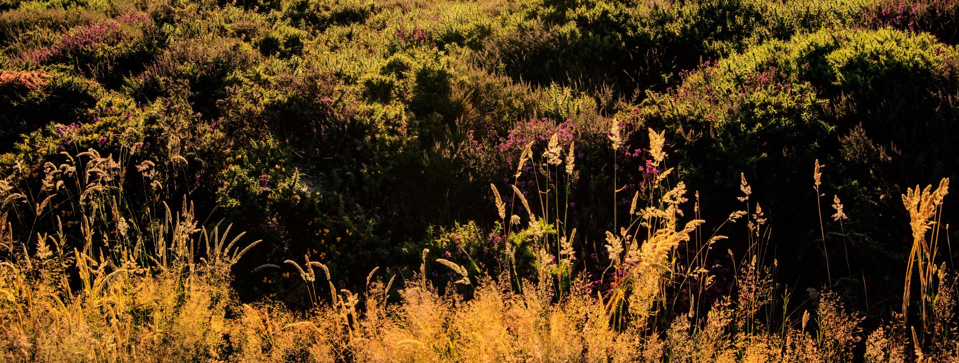 exmoor